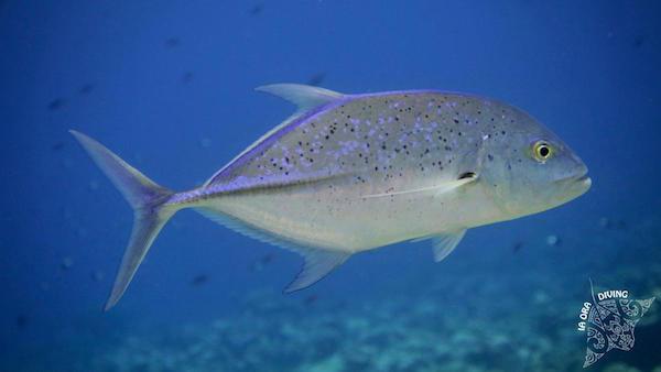 Carangue bleue (Caranx melampygus)