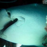 Requin dormeur:Ginglymostoma ferrugineum