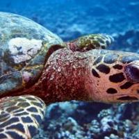 Tortue imbriquée (Eretmochelys imbricata)