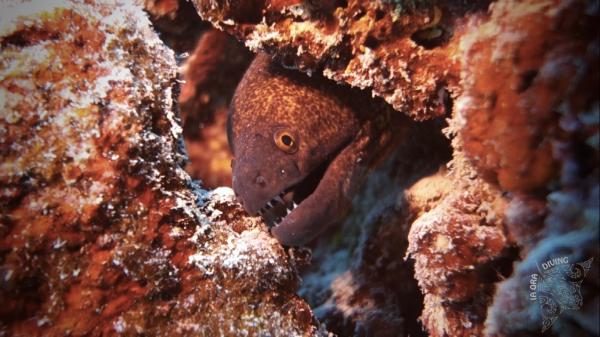 Murène a points jaunes (Gymnothorax flavimarginatus)