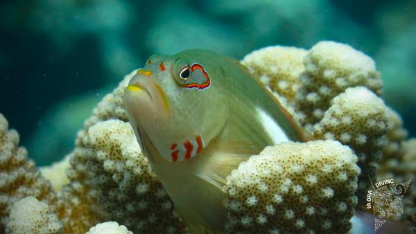 Poisson épervier (Paracirrhites arcatus)