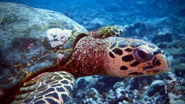 Tortue imbriquée (Eretmochelys imbricata)